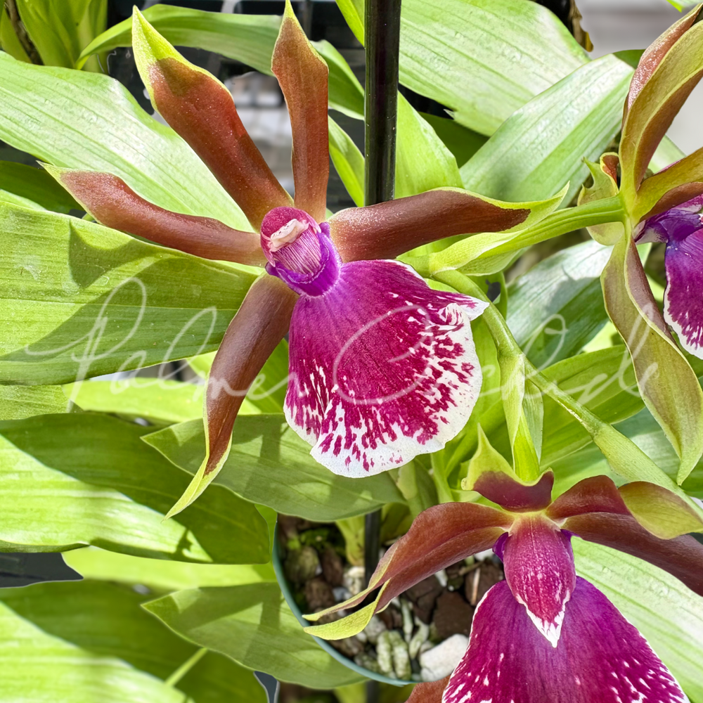 エクセルシオール　パラドクサ！　標本！2 Zygolum Louisendorf — Palmer Orchids